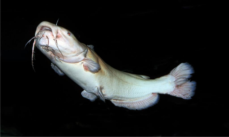 Jūros monstrai! 10 didžiausių trofėjinių žuvų, kada nors sugautų Teksase