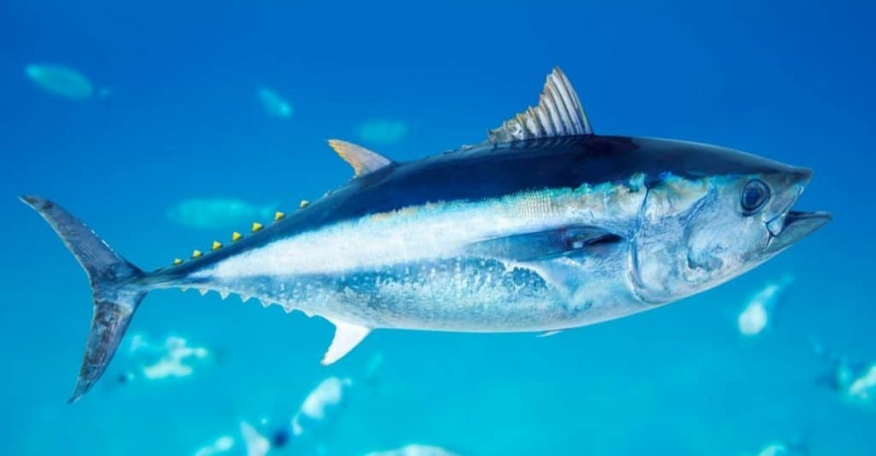   Плавоперајна туна Тхуннус тхиннус морска риба у Средоземном мору