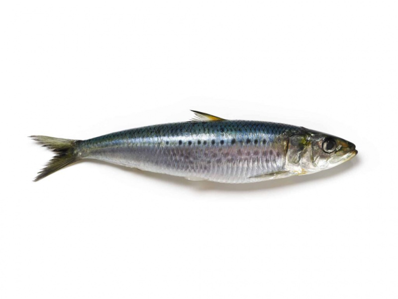 Sleď verzus sardinka: Ako sa líšia?