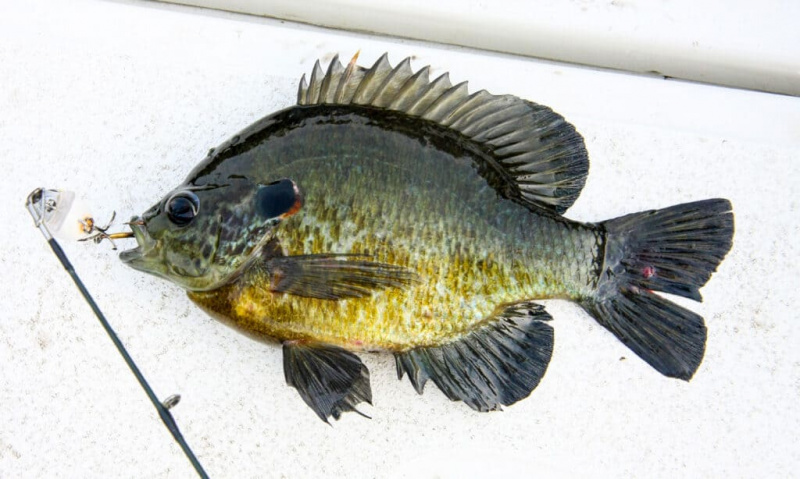   Redar Sunfish