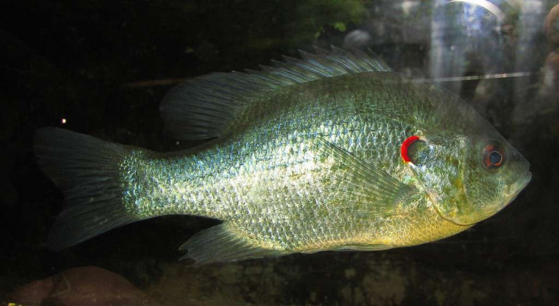   Redear sunfish