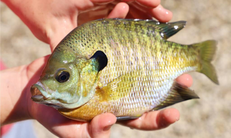   Sa matingkad na kulay, ang bluegill ay karaniwan sa buong USA. Ito ay isang mahusay na sporting isda, na may malusog na populasyon na matatagpuan sa mga lawa, lawa at ilog.