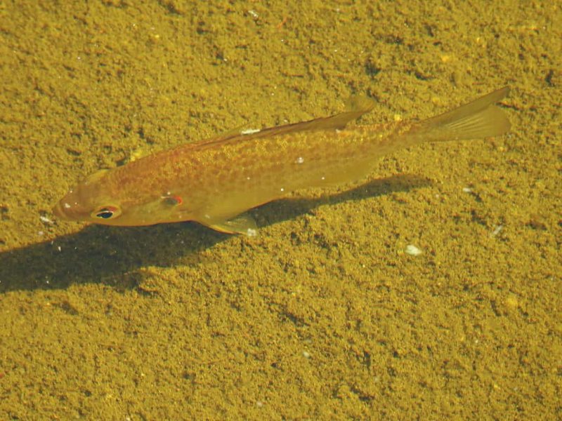 Redear Sunfish profiili