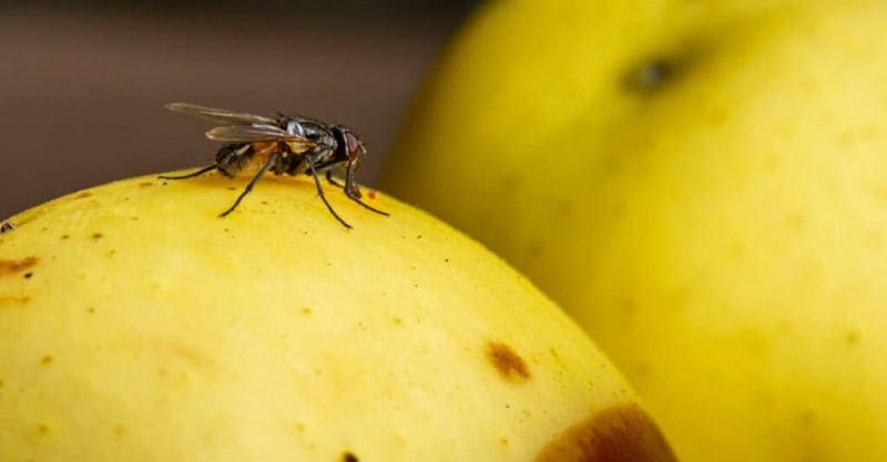   кућна мува на трулој јабуци