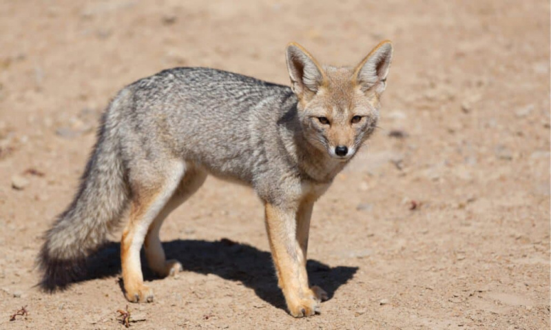 Grey Fox i Texas: Hvor de bor og interessante fakta