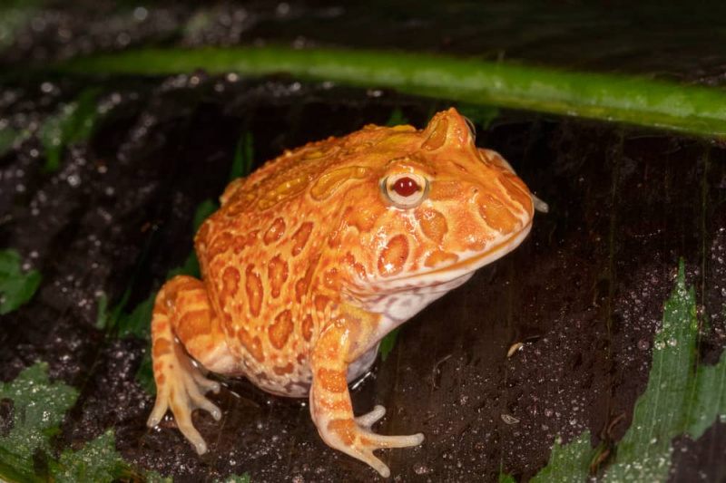 Pacman Frog Morphs: odkrijte več kot 40 vrst