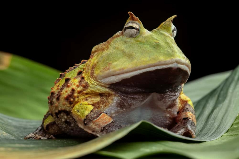   Pacman, žaba, ali, krastača,, južnoameriška, rogata, žaba, Ceratophrys, Cornuta
