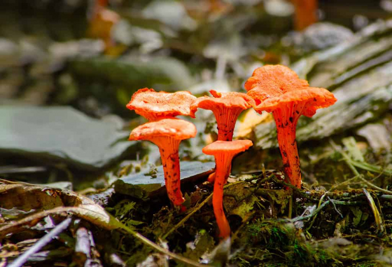   Цантхареллус циннабаринус или црвене печурке лисичарке које расту из шумског тла