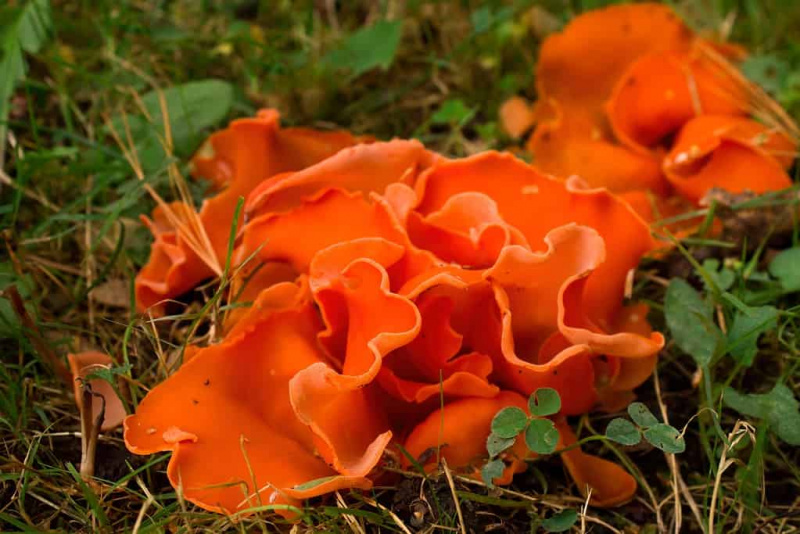  Печурка од коре поморанџе Алеуриа аурантиа