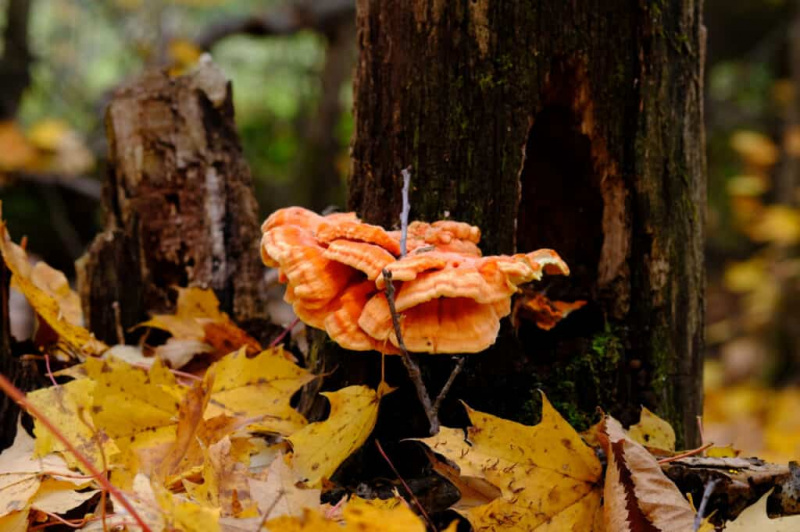   шумска печурка у јесенској шуми
