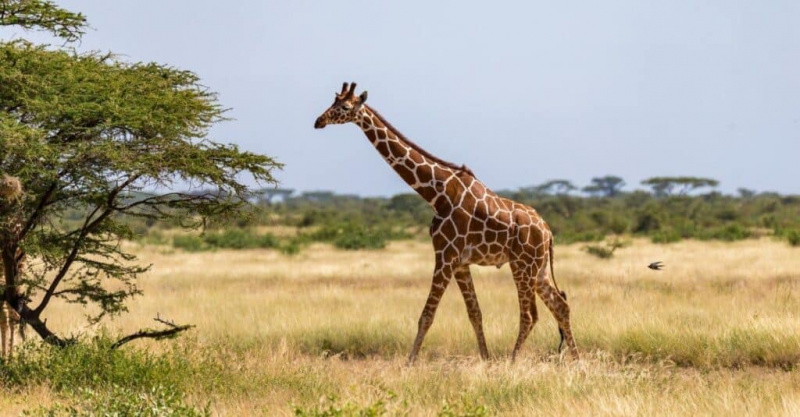 Žirafos dvasios gyvūnų simbolika ir reikšmė