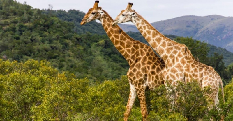   Živali s kamuflažo: Žirafa
