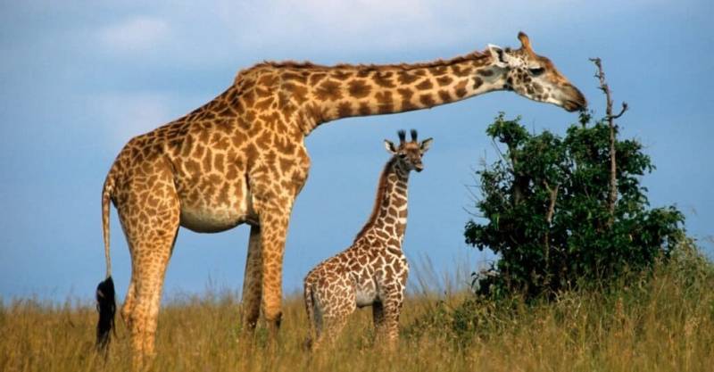   Dejstva o žirafah - Žirafin vrat