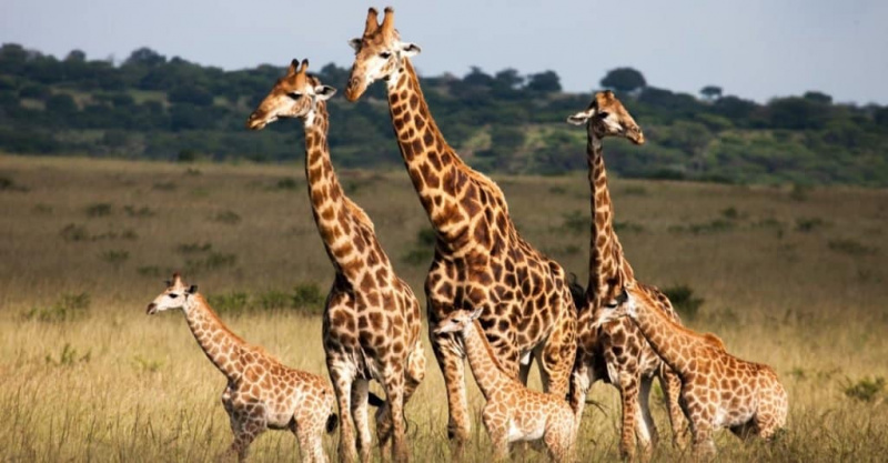   Najtežje živali: Žirafa