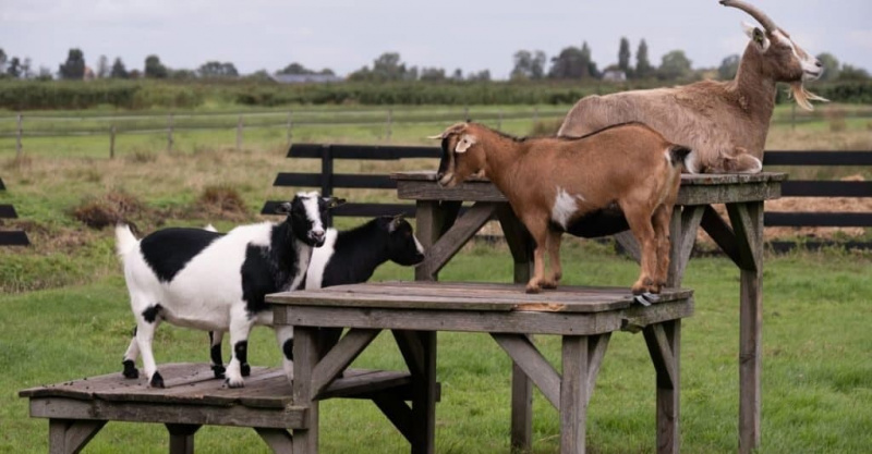   Ameriške male koze stojijo in ležijo na lesenih ploščadih in mizah na pašniku.