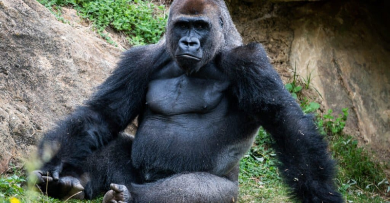 Gorillan vahvuus: Kuinka vahva on gorilla?