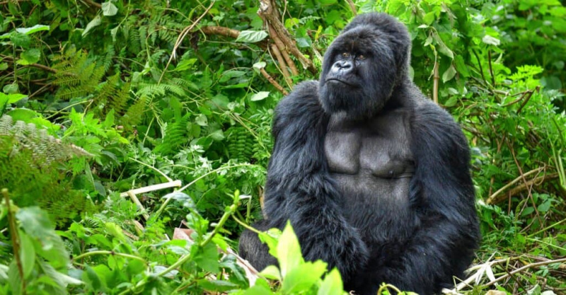   Најјачи животињски угриз - горила
