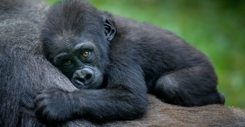   Детеныш гориллы со своей матерью.
