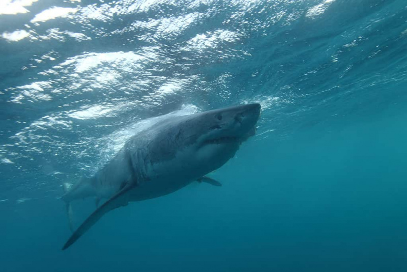   Einer der größten Weißen Haie, Carcharodon carcharias, der jemals beobachtet wurde, ein 5,5 Meter langes Weibchen namens Jumbo, Neptuninseln, Südaustralien