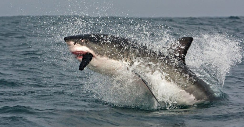   Највећа-риба_-Велика-бела-ајкула