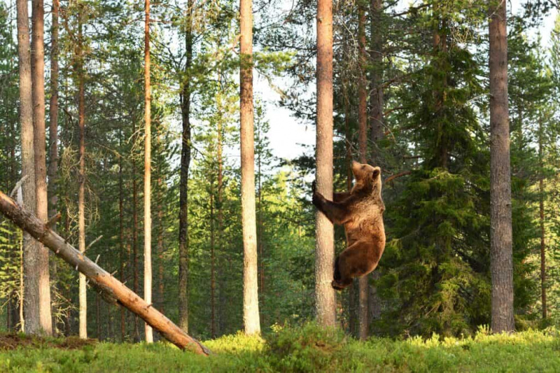 Skatiet, kā Grizli piespiež vīrieti uzkāpt kokā un pēc tam sāciet kāpt viņam pakaļ
