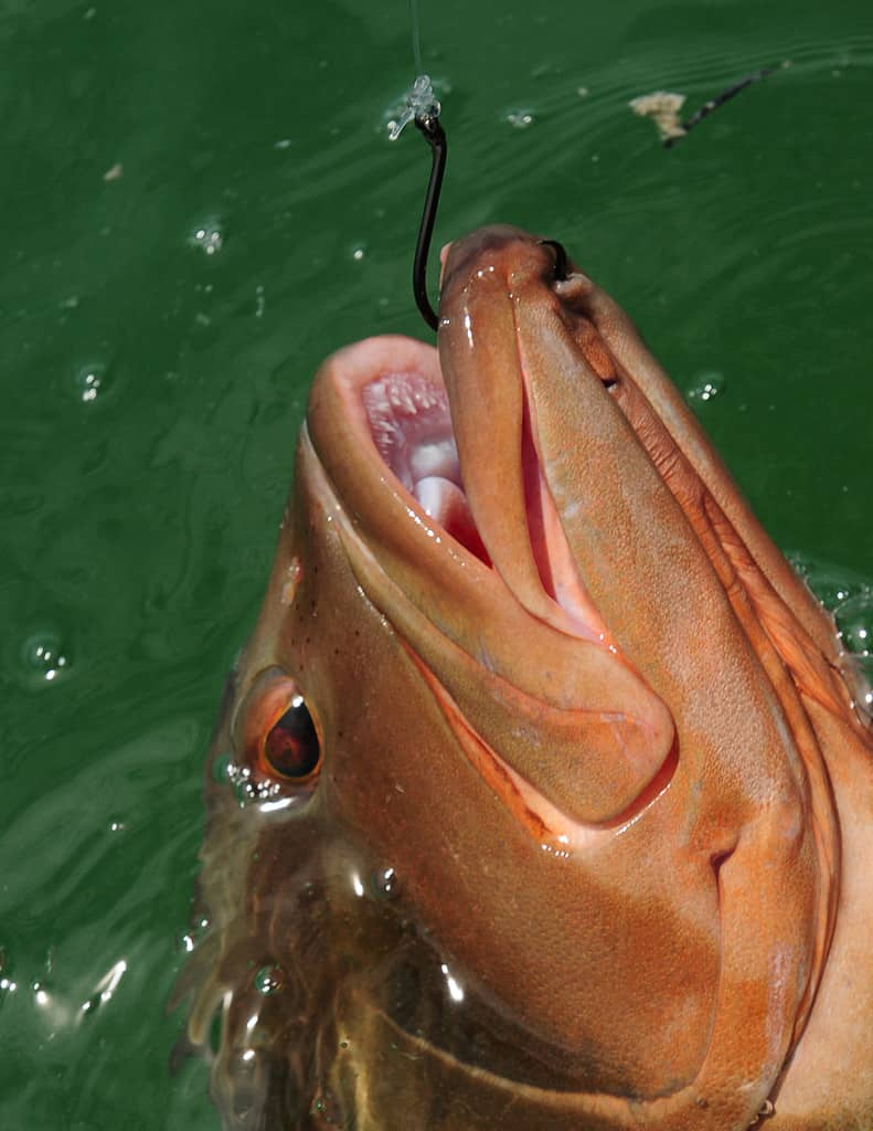   Црвена кирња се увлачи током спортског риболова