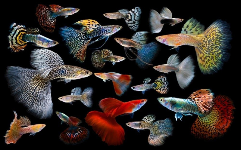  أسماك الغابي متعددة الألوان ، على خلفية سوداء