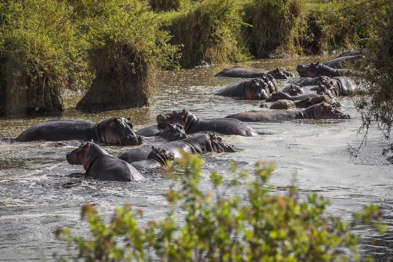   Velika skupina povodnih konjev leži v vodi. Tanzanija Serengeti