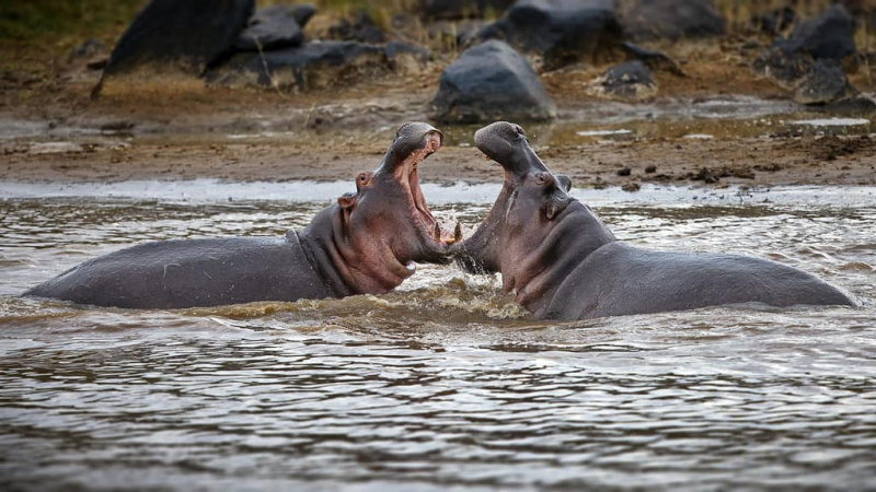   Kaks tohutut jõehobu, kes võitlevad omavahel tiigis, Masai Mara
