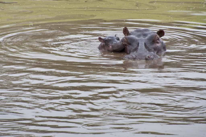   Divje novorojeno mladiče Hippopotamas tele in mati v Afriki