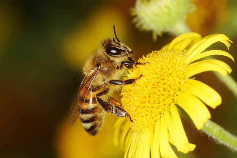   Пчела на смелом жутом цвету