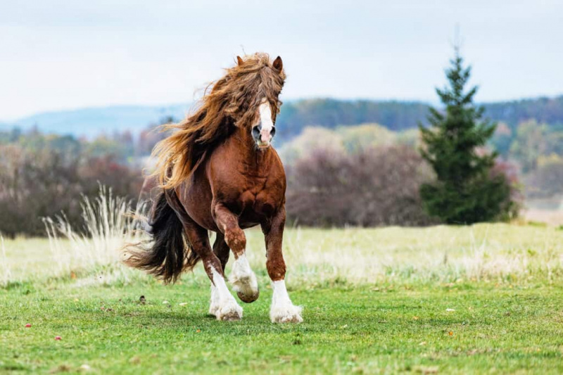 Percheron-Pferd