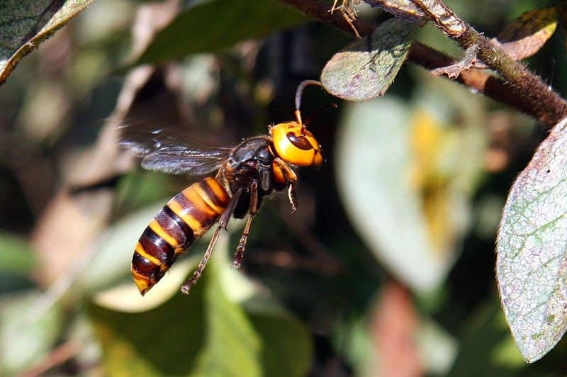 Hornetite tüübid ja milliseid vältida