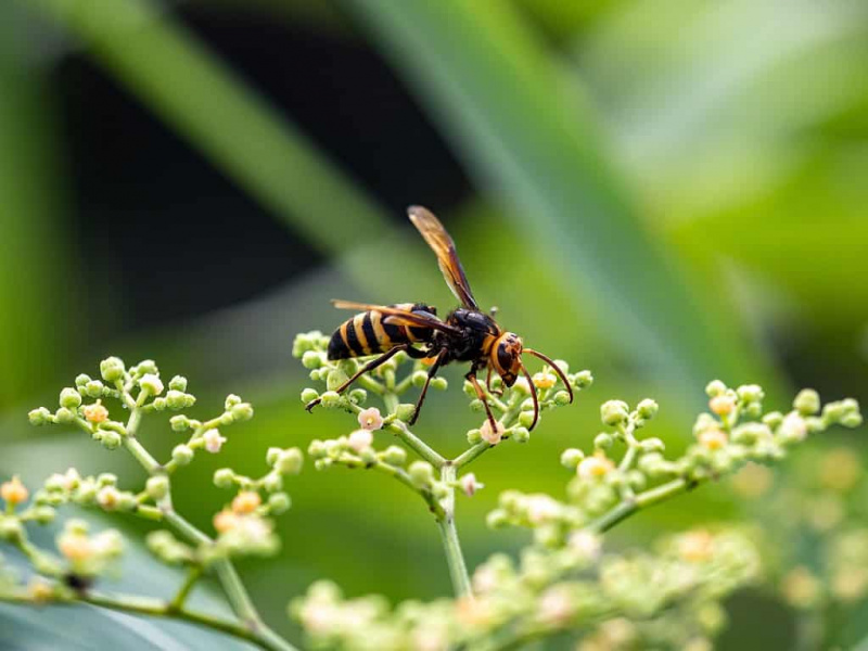   vespa de cauda negra