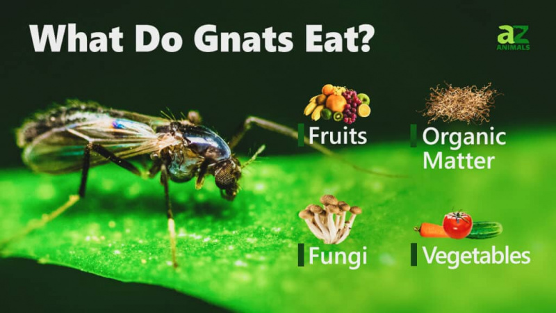   Gnats کیا کھاتے ہیں
