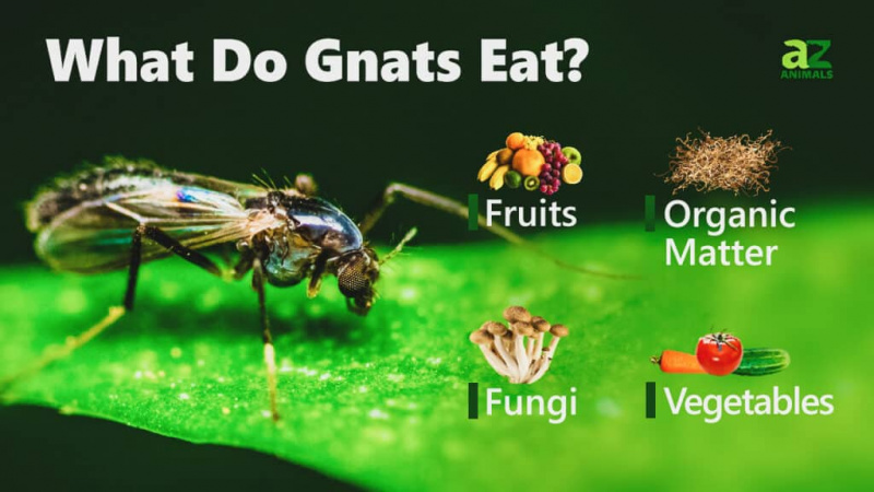 Gnats کہاں سے آتے ہیں؟