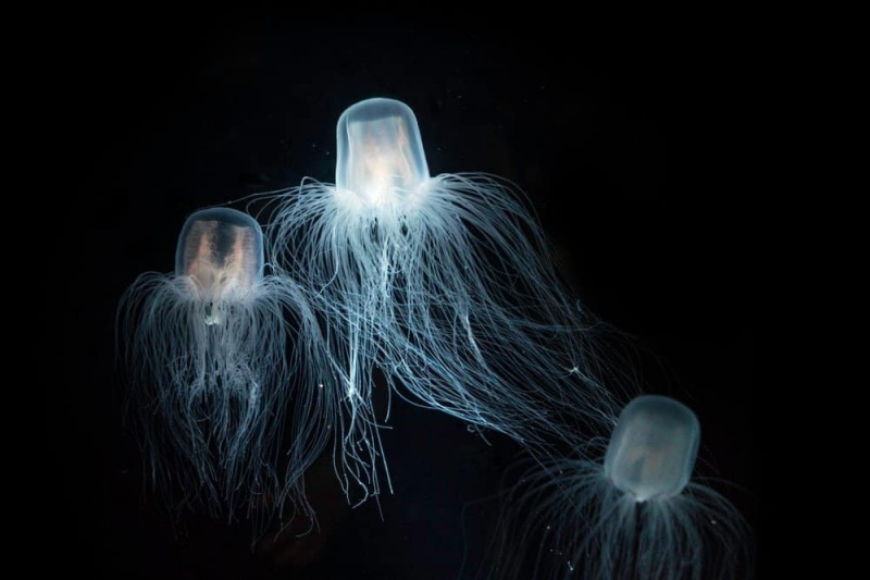 10 neuveriteľných faktov o nesmrteľných medúzach