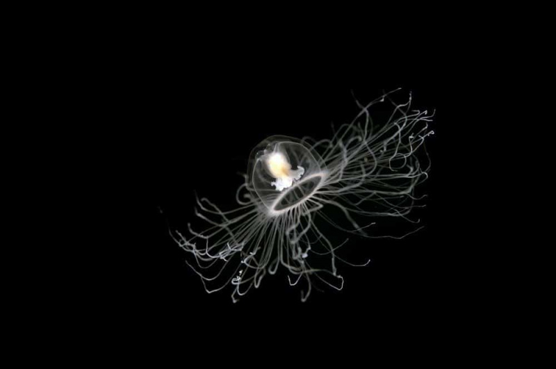   Бесмртна медуза, Саригерме Турска