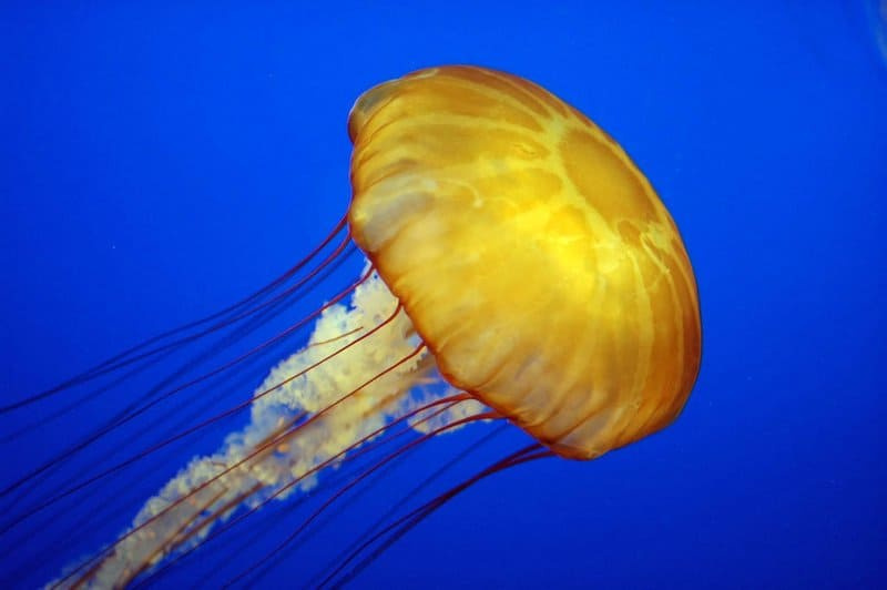   Žlutá medúza v oceánu