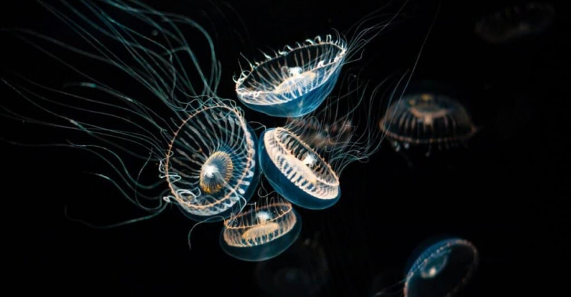   Најслабије животиње Медузе: кристални желе