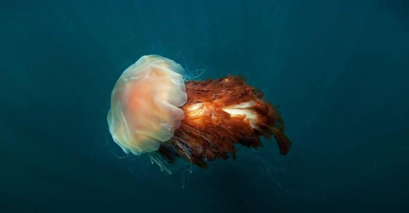   Lion's Mane Jellyfish، Cyanea capillata، Coll جزیرہ، سکاٹ لینڈ میں۔