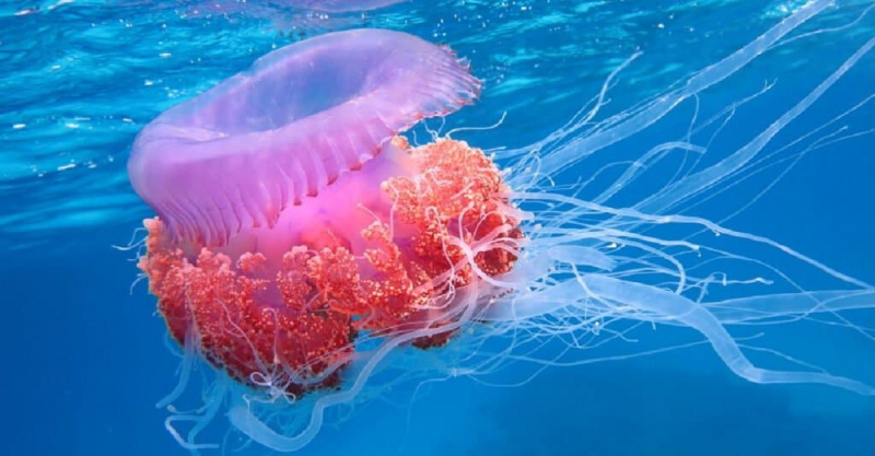   Gyvūnai, kurie ne't poop – jellyfish
