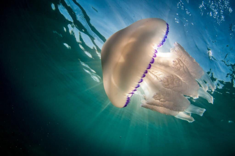  Sudová medúza