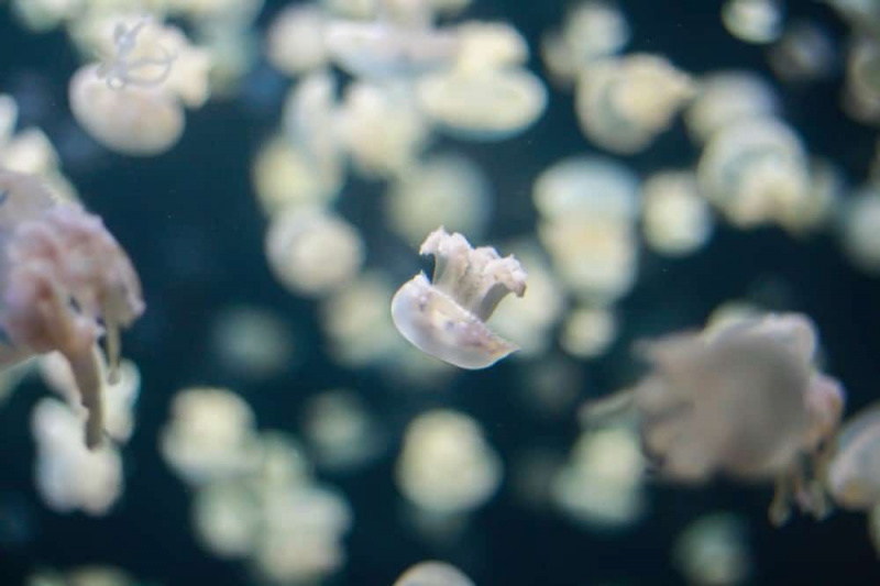   Medūzų kūdikis vandenyje, apsuptas kitų medūzų, neryškus