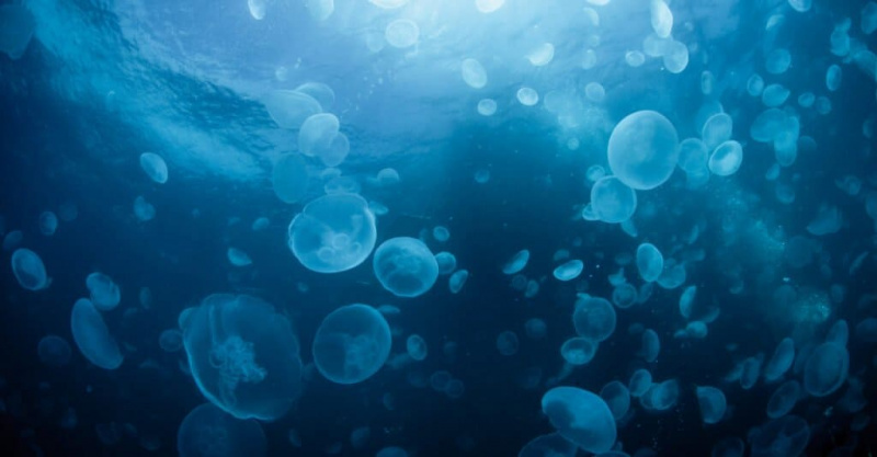   Шта једу медузе и како то једу - рој медуза