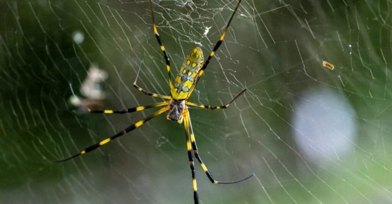   एक वेब में जोरो मकड़ी