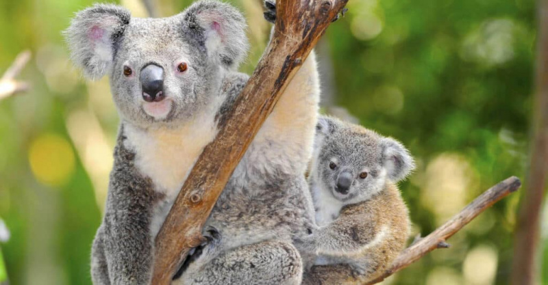   detailné dieťa koala