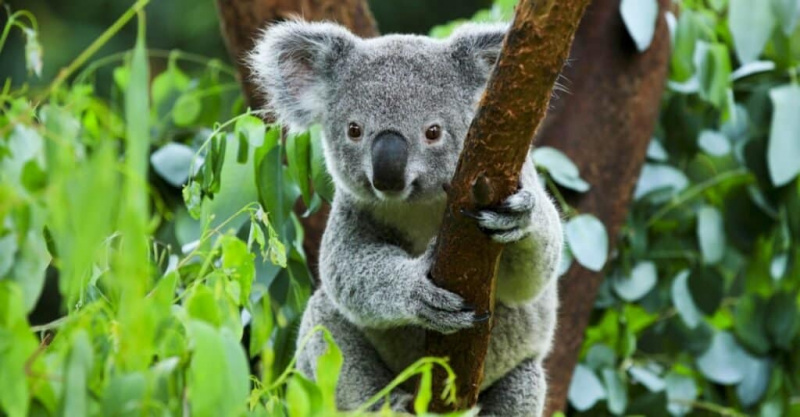   Tajemnicze szare zwierzęta - Koala