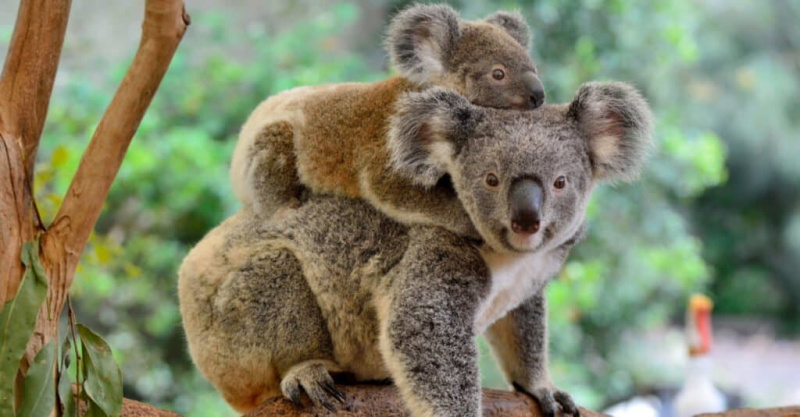   dieťa koala a matka