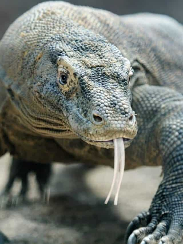   Depredador àpex: drac de Komodo
